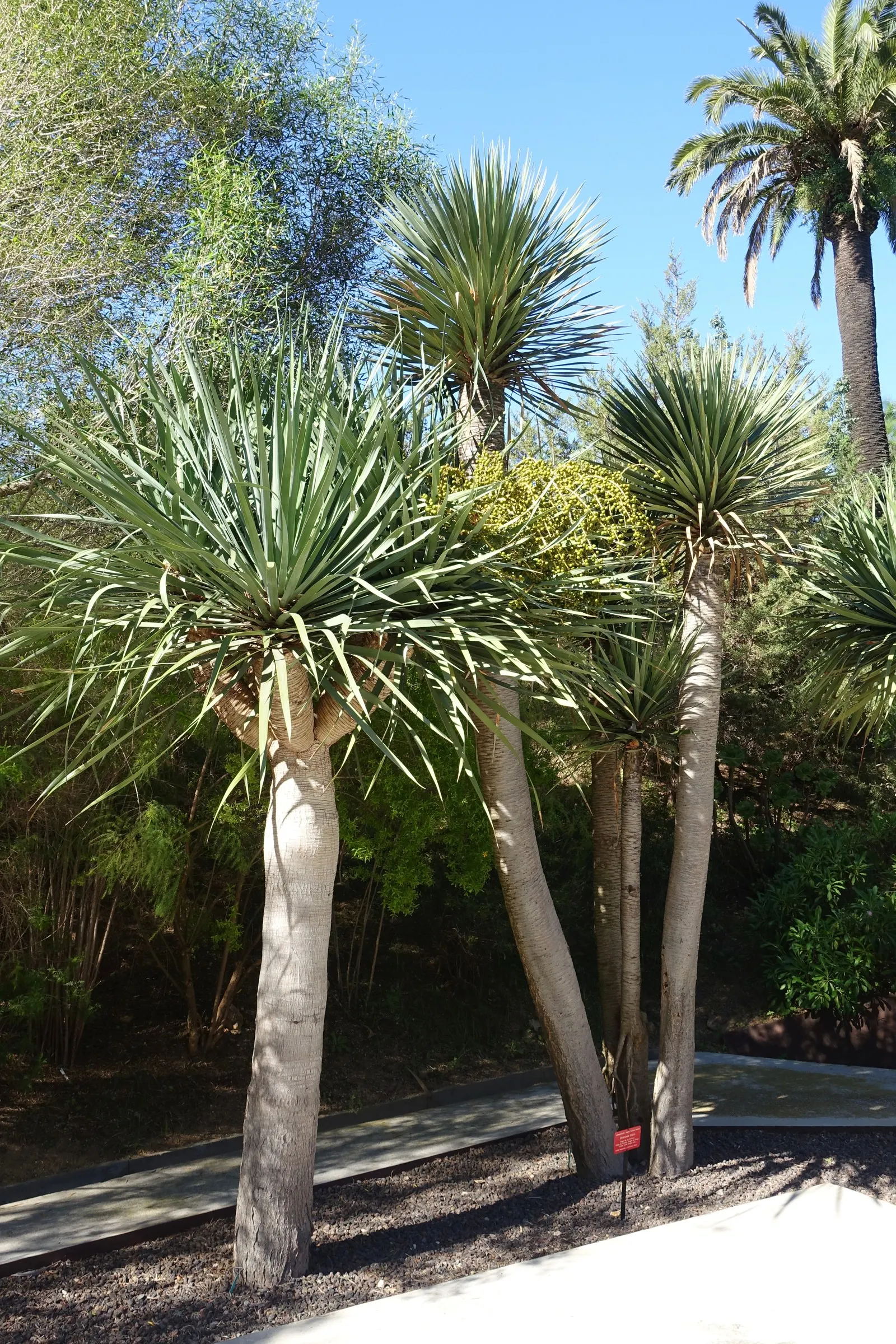 Dragon Tree (Dracaena Draco) — and locally in western Morocco; thriving in USDA hardiness zones 9 to 11