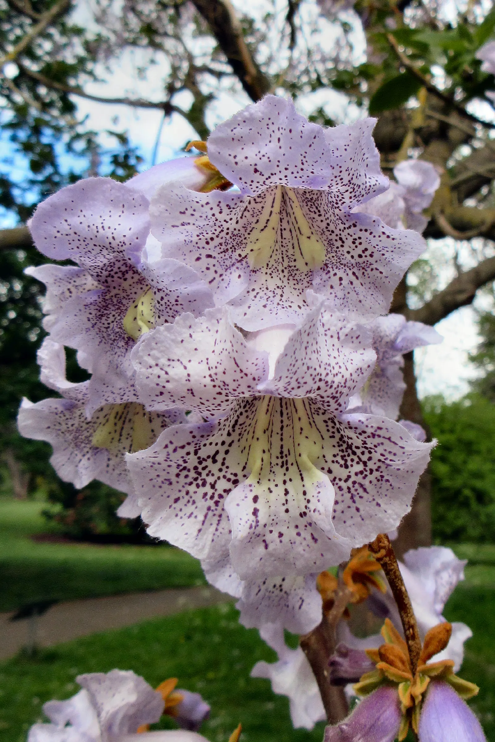 Dragon Tree (Dracaena Draco) — scientifically known as Dracaena draco