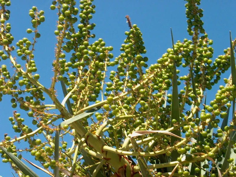 Dragon Tree (Dracaena Draco) — Although flowers are rare and typically only occur on mature specimens