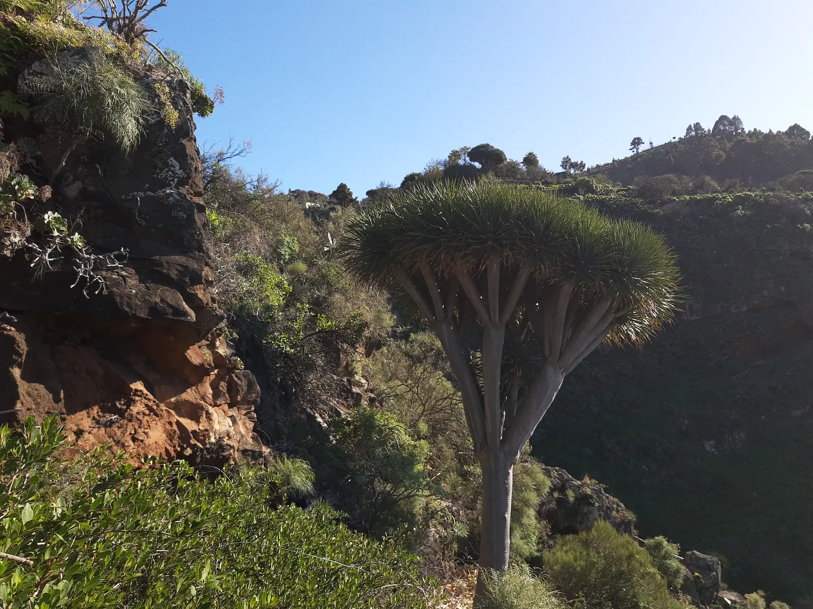 Dragon Tree (Dracaena Draco) — This plant prefers full sun to partial shade and well-draining soil; exudes an otherworldly charm that makes a, image 75