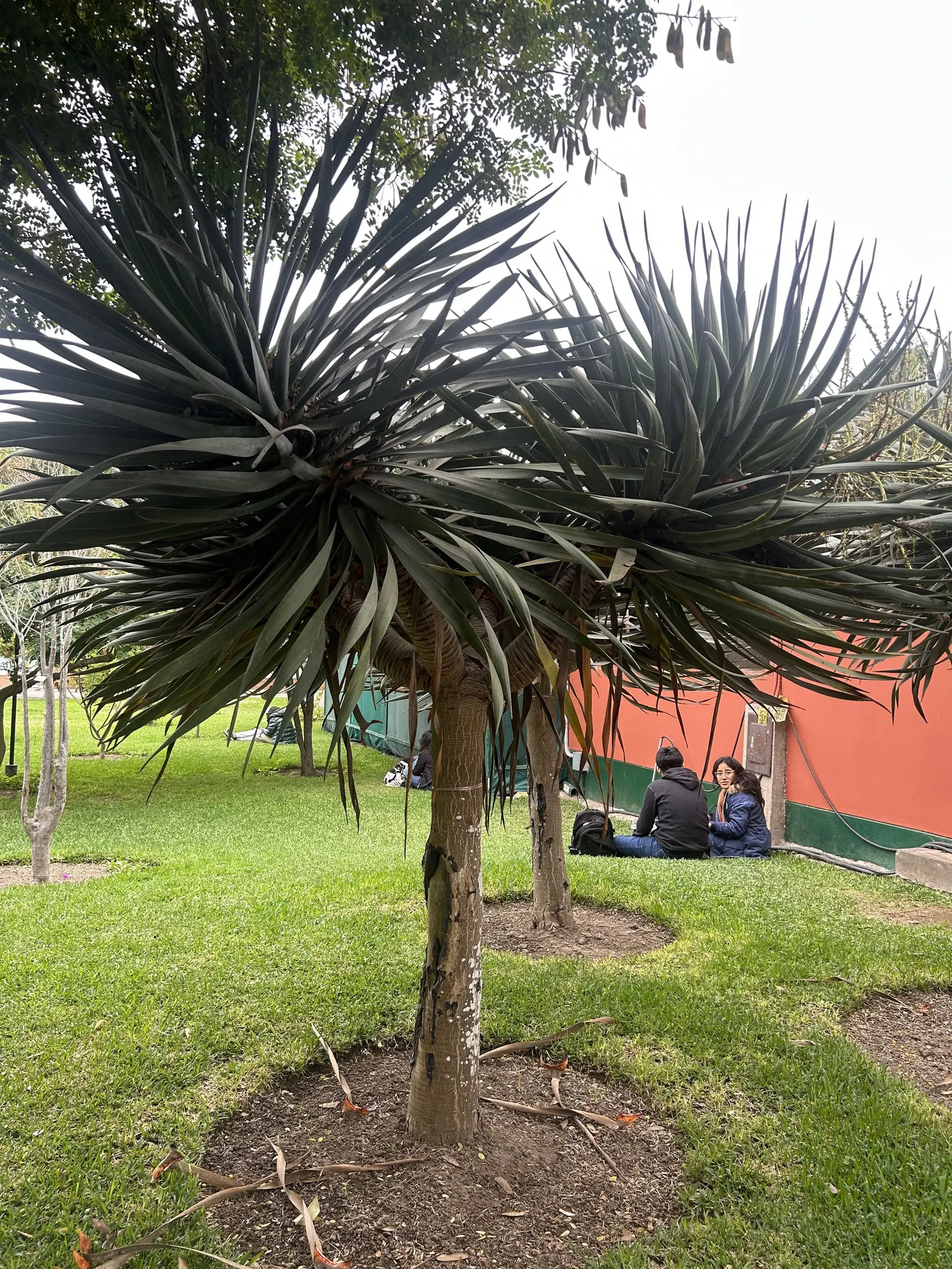 Dragon Tree (Dracaena Draco) — Originating from the Canary Islands; when injured or as part of its natural growth cycle