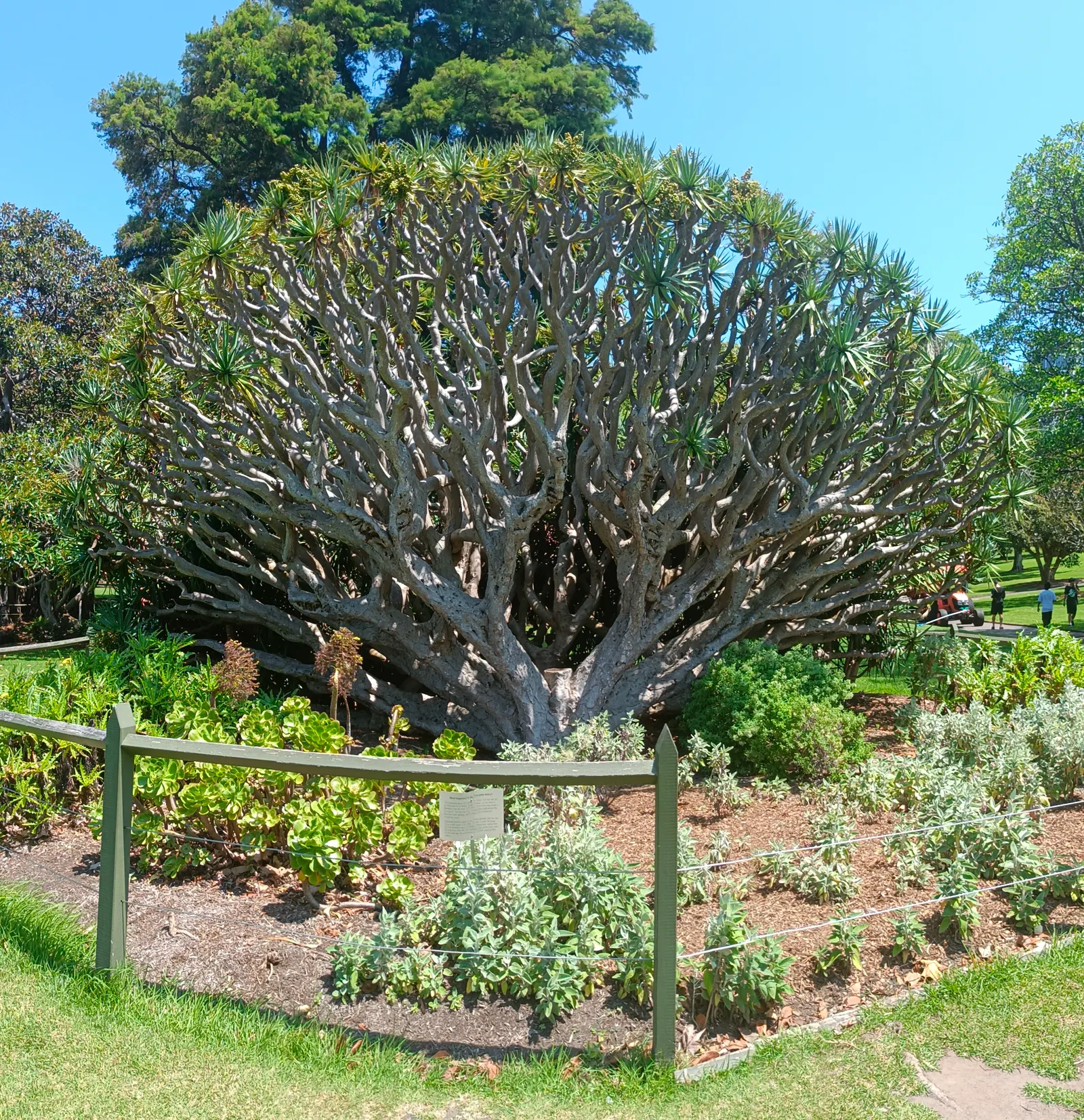 Dragon Tree (Dracaena Draco) — blending sculptural beauty with enduring resilience; this sculptural tree presents gray bark, image 78