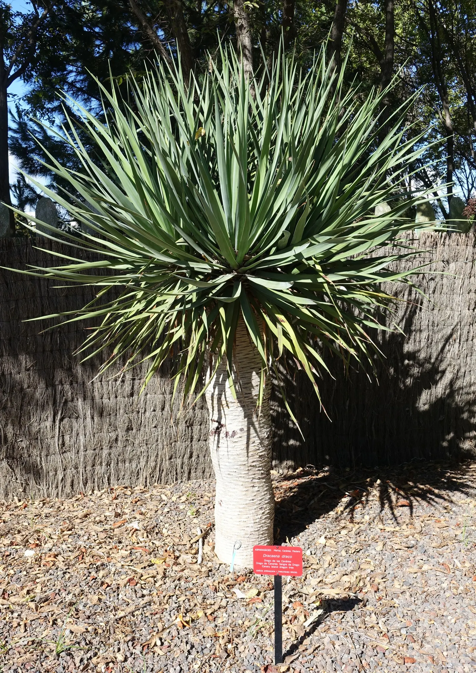 Dragon Tree (Dracaena Draco) — This plant prefers full sun to partial shade and well-draining soil; exudes an otherworldly charm that makes a striking