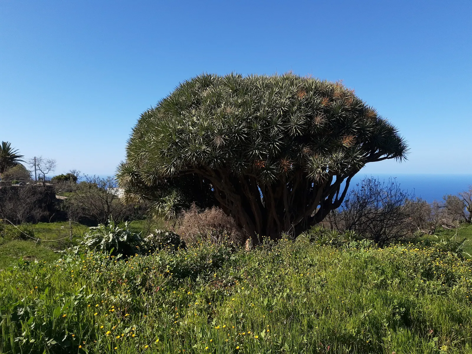 Dragon Tree (Dracaena Draco) — and fragrant blooms that later give way to orange-yellow berries.<br><br>Requiring minimal watering; these leathery leaves are