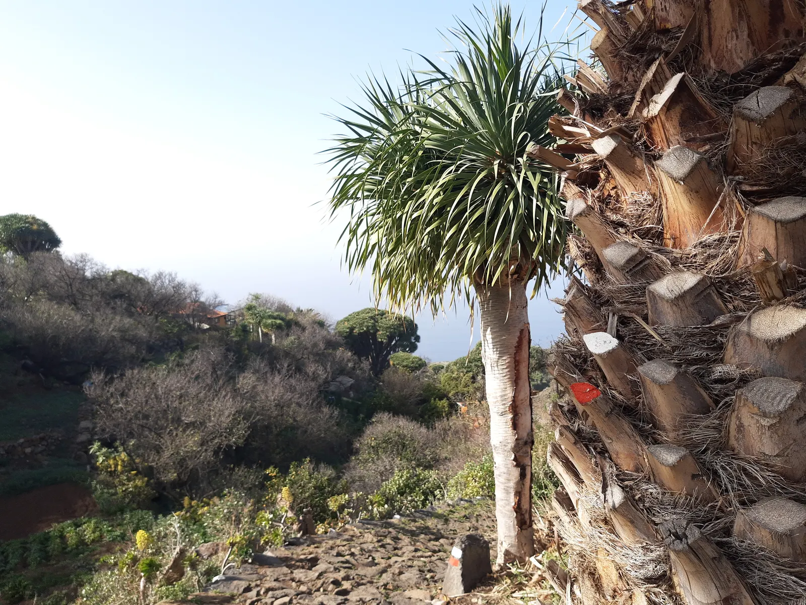 Dragon Tree (Dracaena Draco) — With its impressive form and minimal care requirements; deep green color that provides a lush aesthetic throughout the year