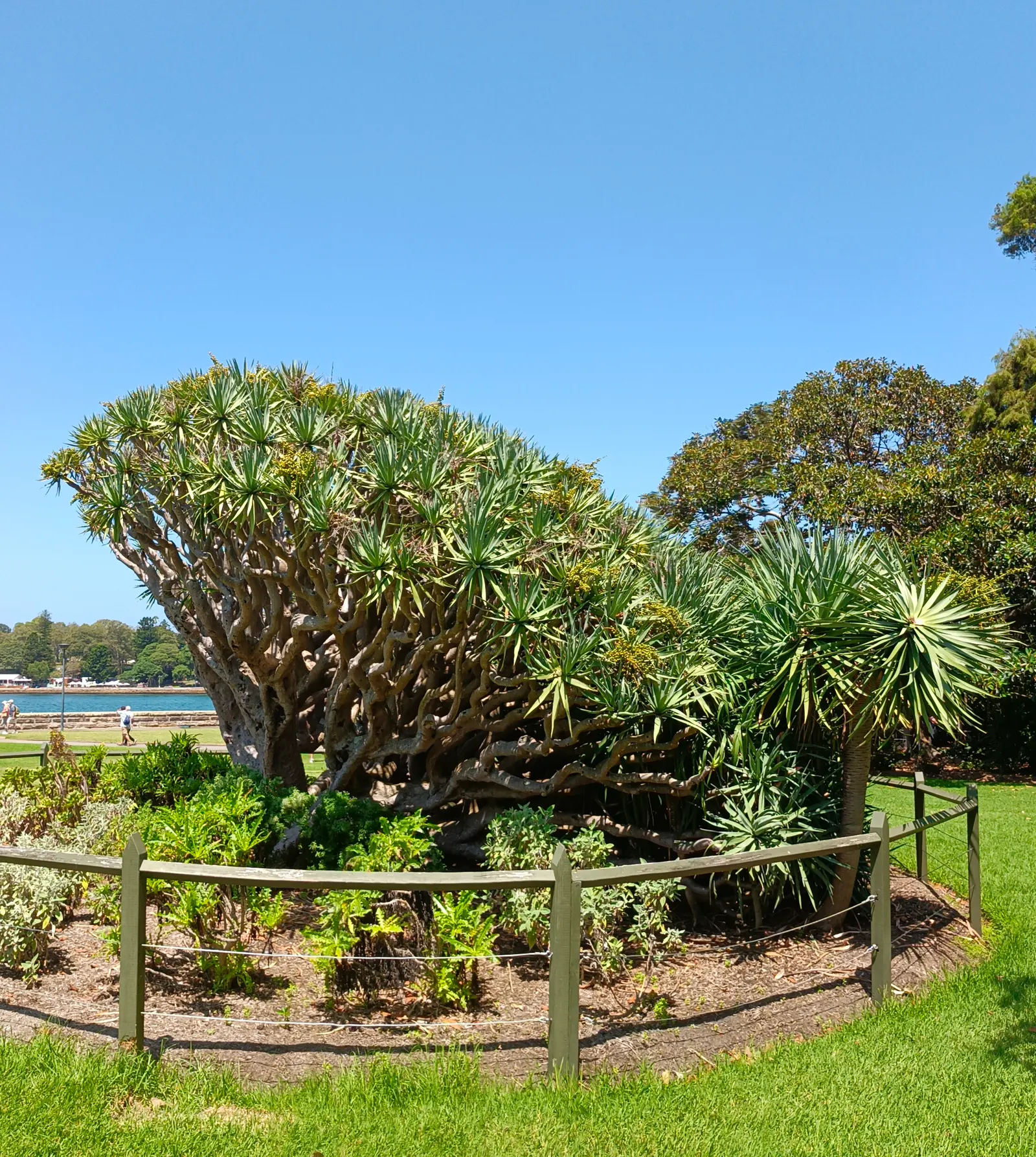 Dragon Tree (Dracaena Draco) — and fragrant blooms that later give way to orange-yellow berries.<br><br>Requiring minimal watering; these leathery, image 72