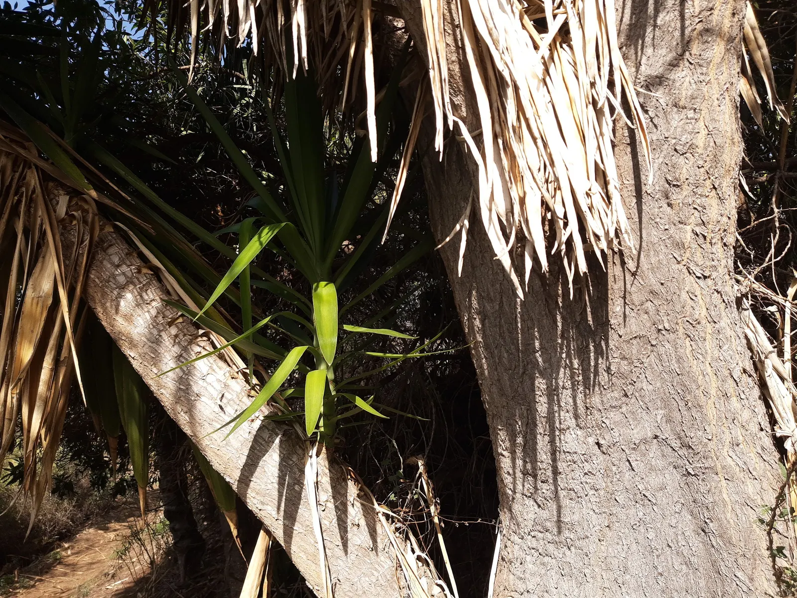 Dragon Tree (Dracaena Draco) — exudes an otherworldly charm that makes a striking statement in landscape design; its drought tolerance and dramatic, image 63