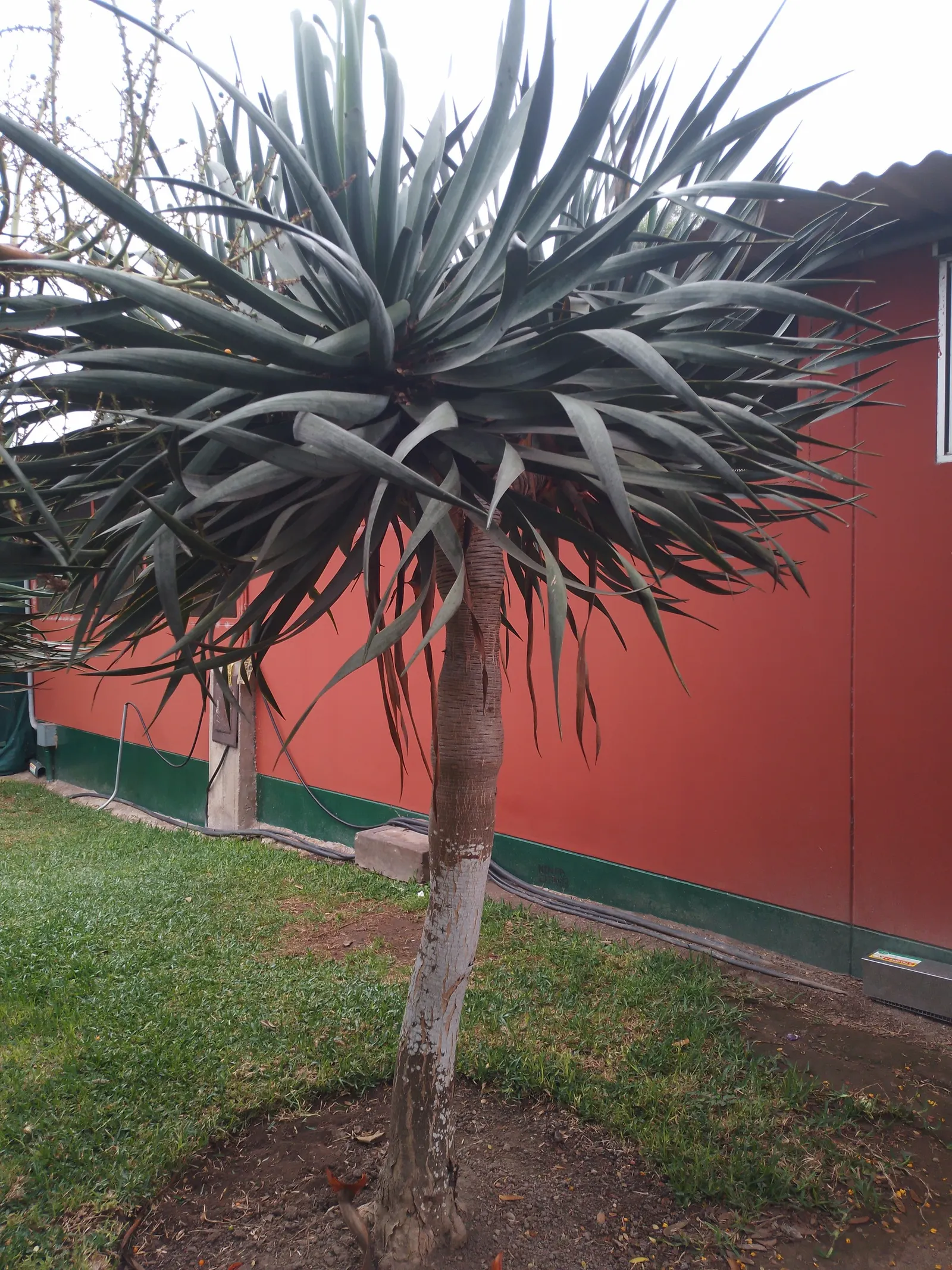 Dragon Tree (Dracaena Draco) — and fragrant blooms that later give way to orange-yellow berries.<br><br>Requiring minimal watering