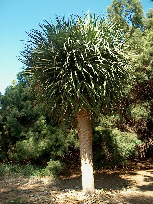 Dragon Tree (Dracaena Draco) — This plant prefers full sun to partial shade and well-draining soil