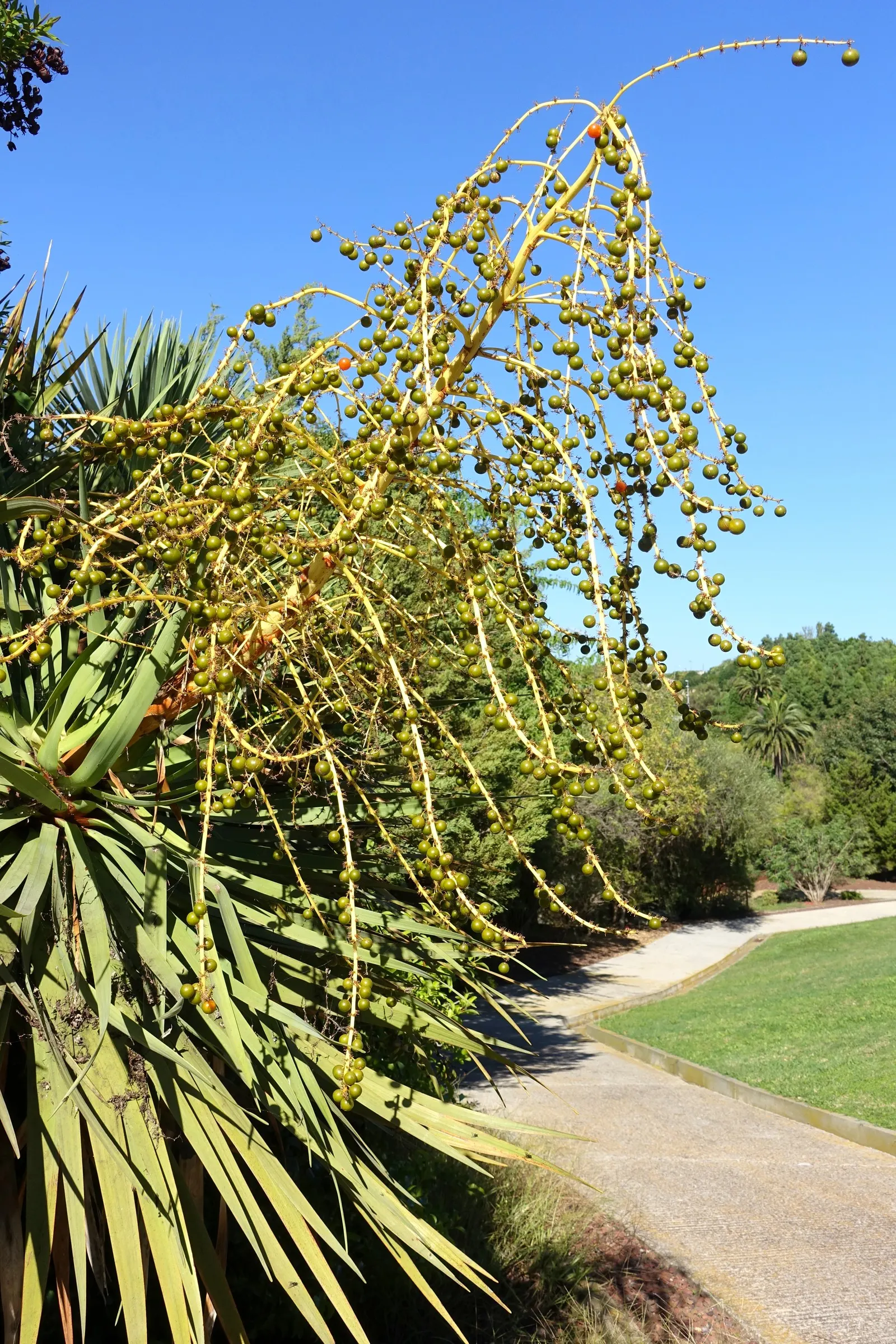 Dragon Tree (Dracaena Draco) — These leathery leaves are arranged in rosettes and boast a rich; this plant prefers full sun to partial shade and, image 69