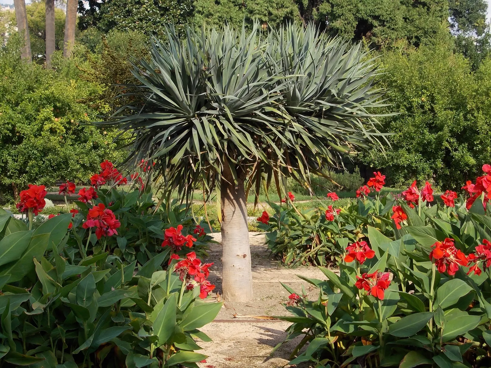 Dragon Tree (Dracaena Draco) — and locally in western Morocco