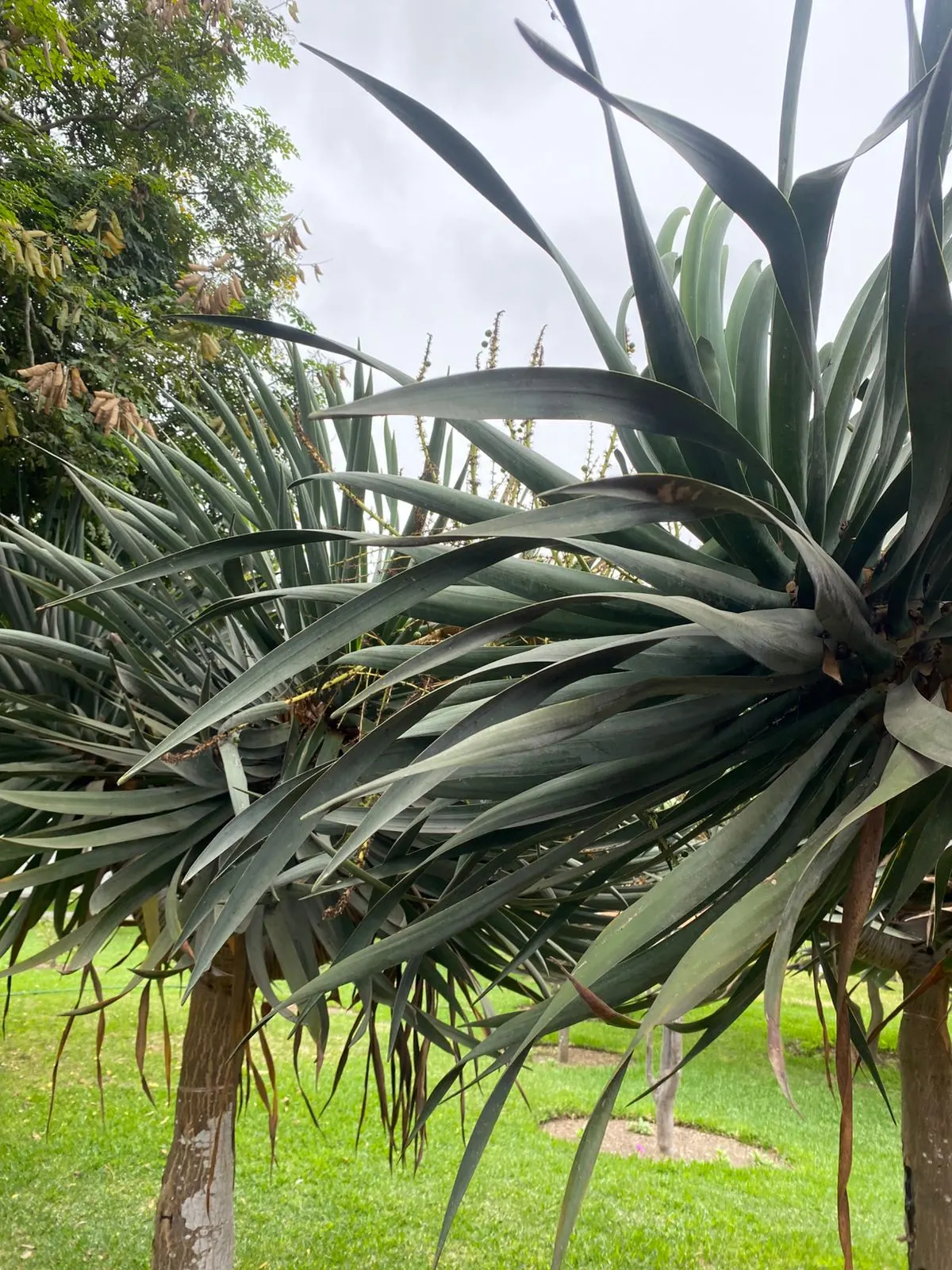 Dragon Tree (Dracaena Draco) — green sword-shaped leaves; green and white flowers in the garden