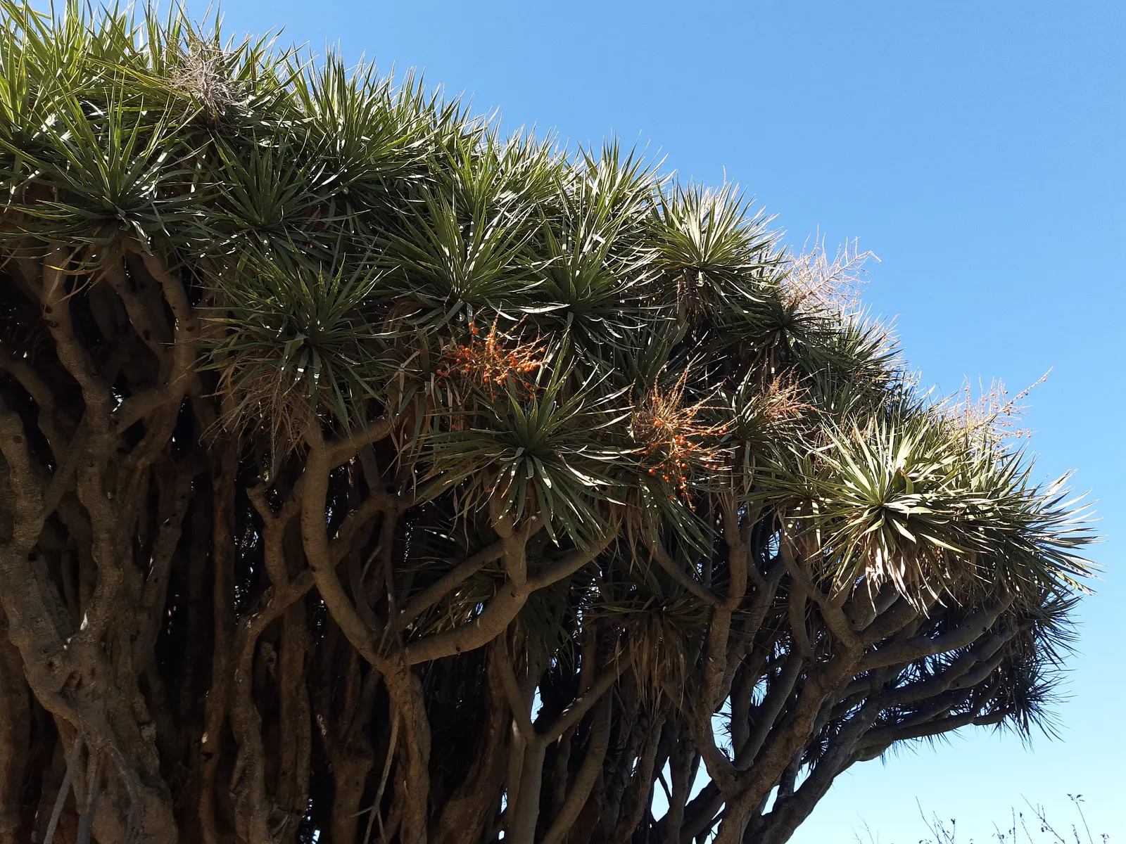 Dragon Tree (Dracaena Draco) — tree for full; blending sculptural beauty with enduring resilience