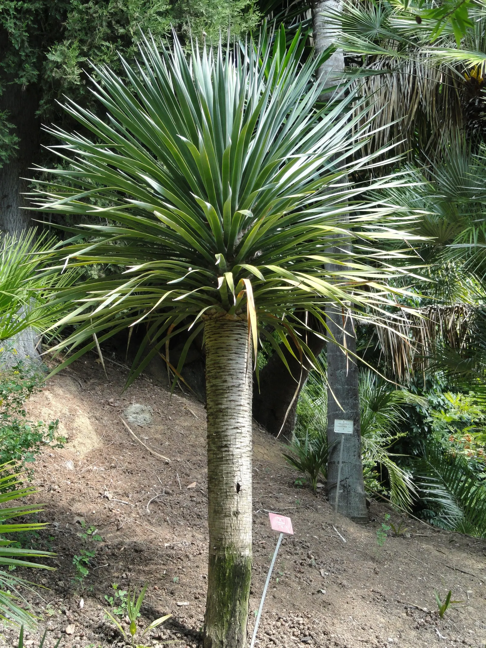 Dragon Tree (Dracaena Draco) — deep green color that provides a lush aesthetic throughout the year