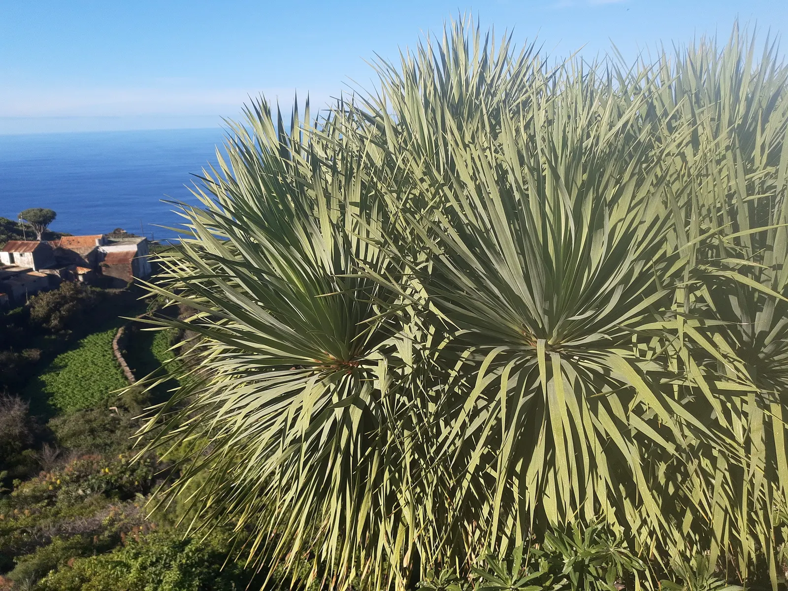 Dragon Tree (Dracaena Draco) — thriving in USDA hardiness zones 9 to 11; it reaches up to 20 ft tall with a striking umbrella-like canopy up to 10 ft wide