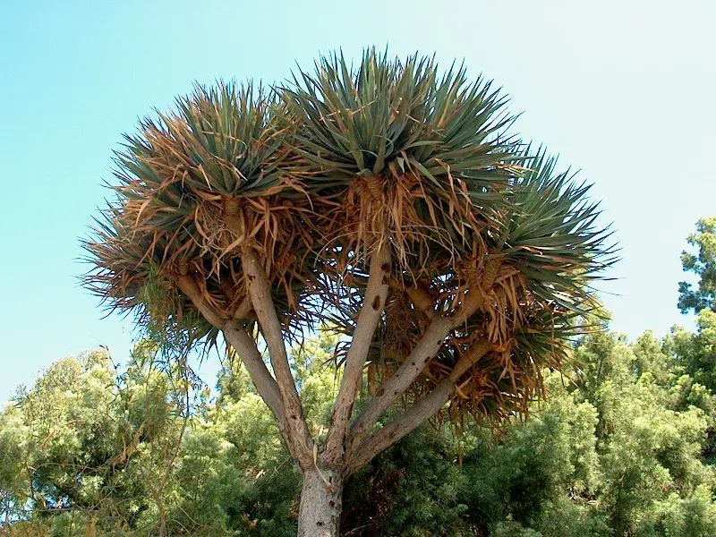 Dragon Tree (Dracaena Draco) — and in mature specimens (>10 years)