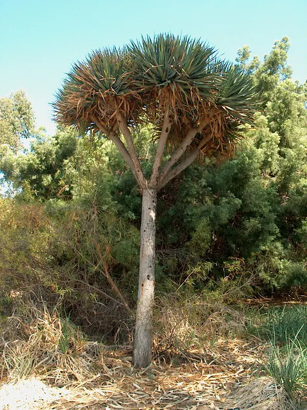 Dragon Tree (Dracaena Draco) — Originating from the Canary Islands