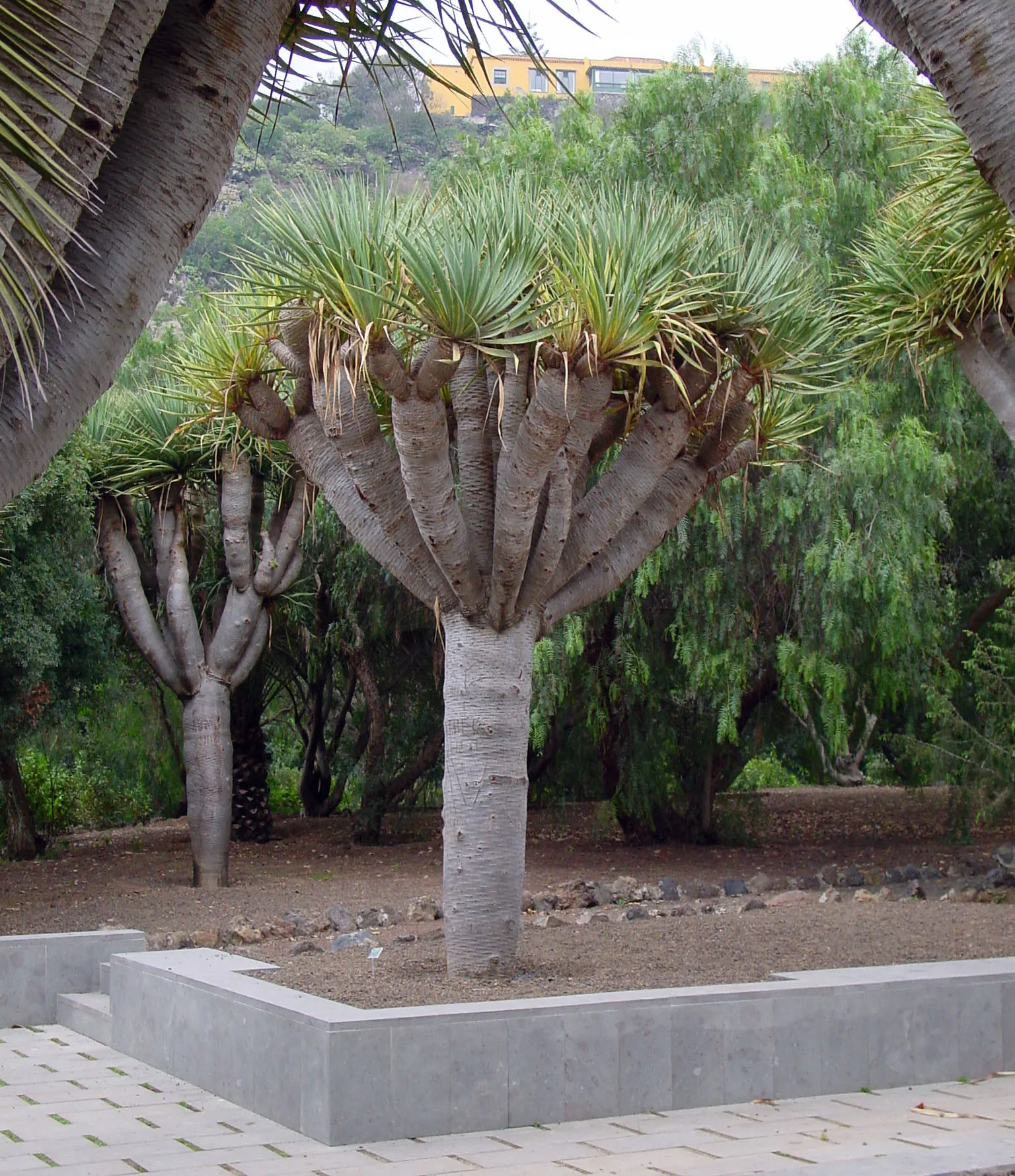 Dragon Tree (Dracaena Draco) — the Dragon Tree is drought-tolerant