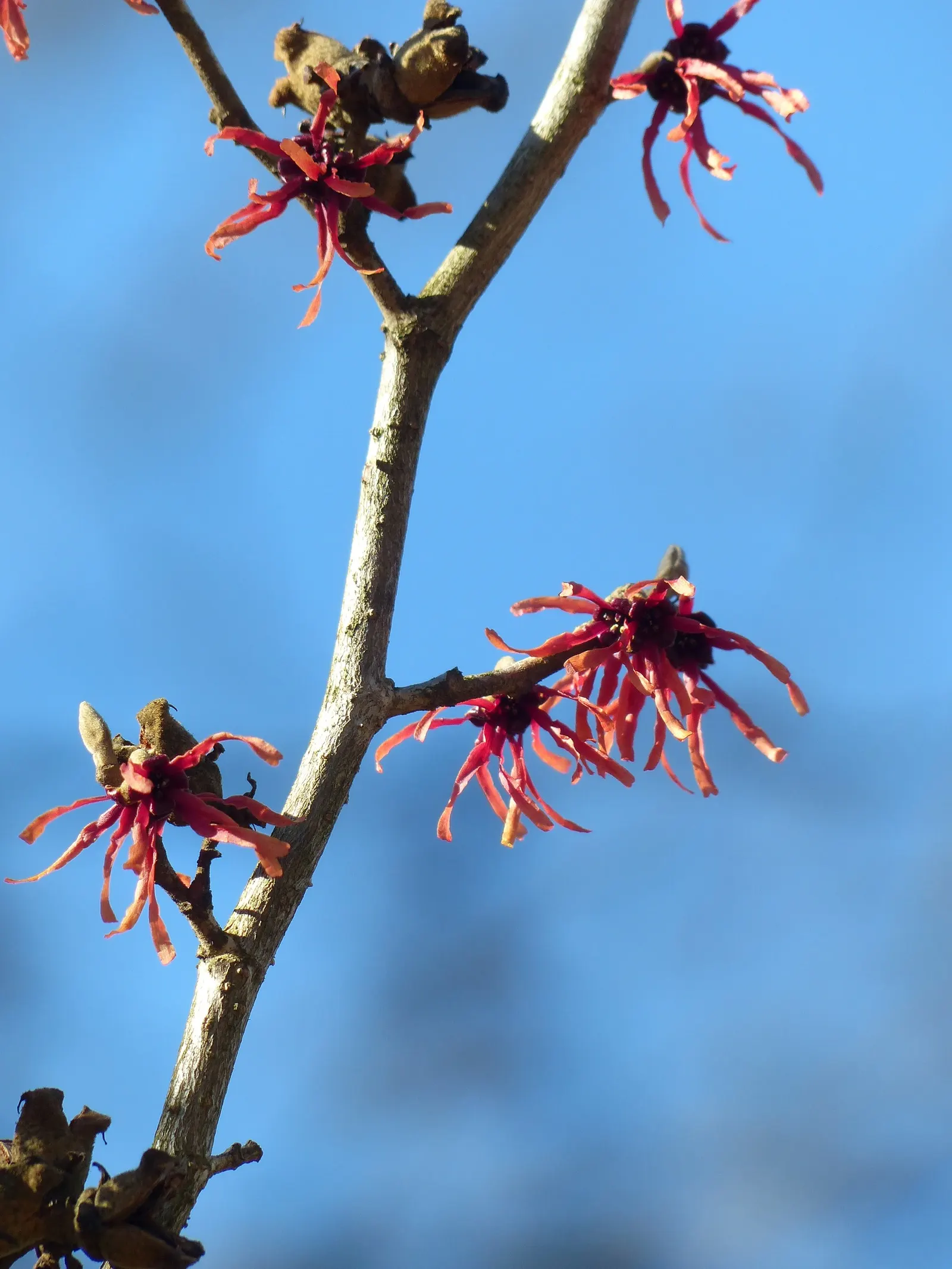 Diane Witch Hazel (Hamamelis X Intermedia 'Diane') — red to copper flowers that bloom in late winter to early spring