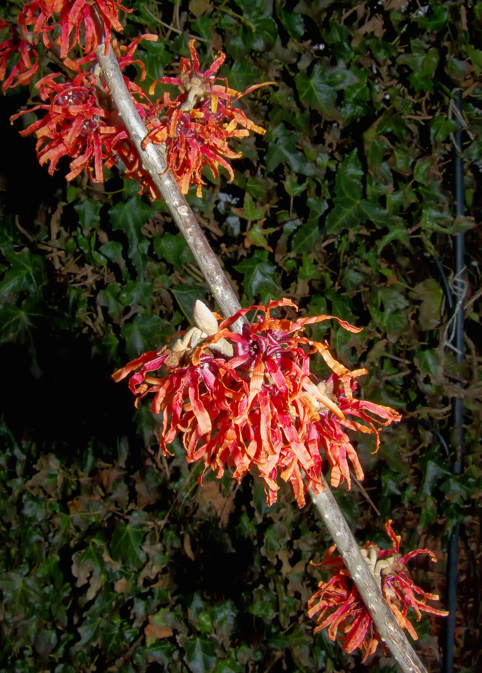 Diane Witch Hazel (Hamamelis X Intermedia 'Diane') — The Diane Witch Hazel (Hamamelis x intermedia 'Diane') is a captivating deciduous shrub