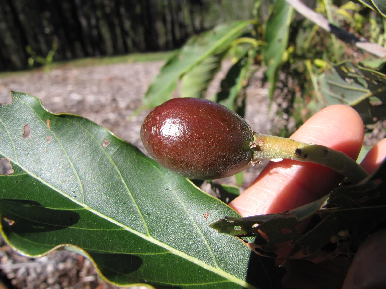 Little Cado Avocado (Persea Americana 'Little Cado') — Preferring well-drained soil, it thrives in full sun to partial shade