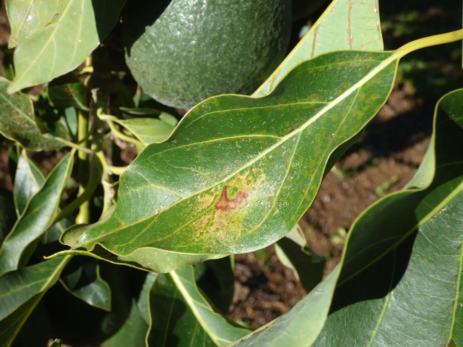 Little Cado Avocado (Persea Americana 'Little Cado') — taking care not to overwater