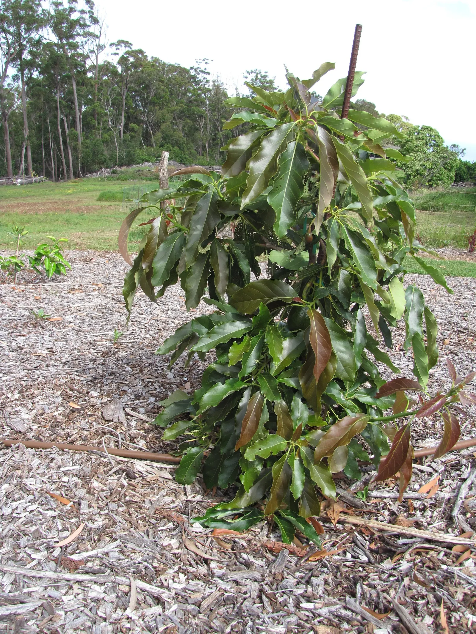 Little Cado Avocado (Persea Americana 'Little Cado') — as it is a self-fertile tree
