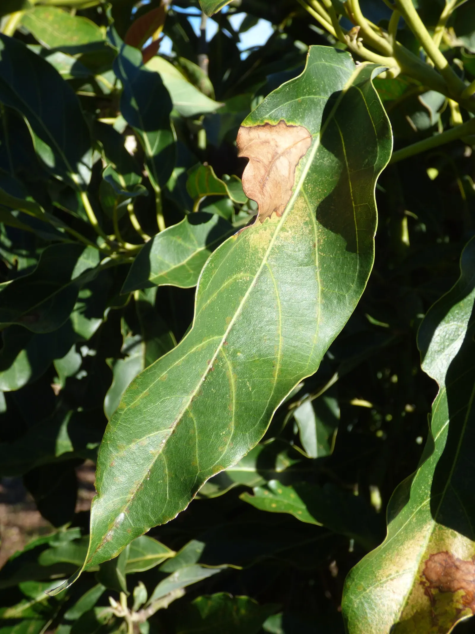 Little Cado Avocado (Persea Americana 'Little Cado') — makes the 'Little Cado' a valuable and enticing addition to any residential landscape design