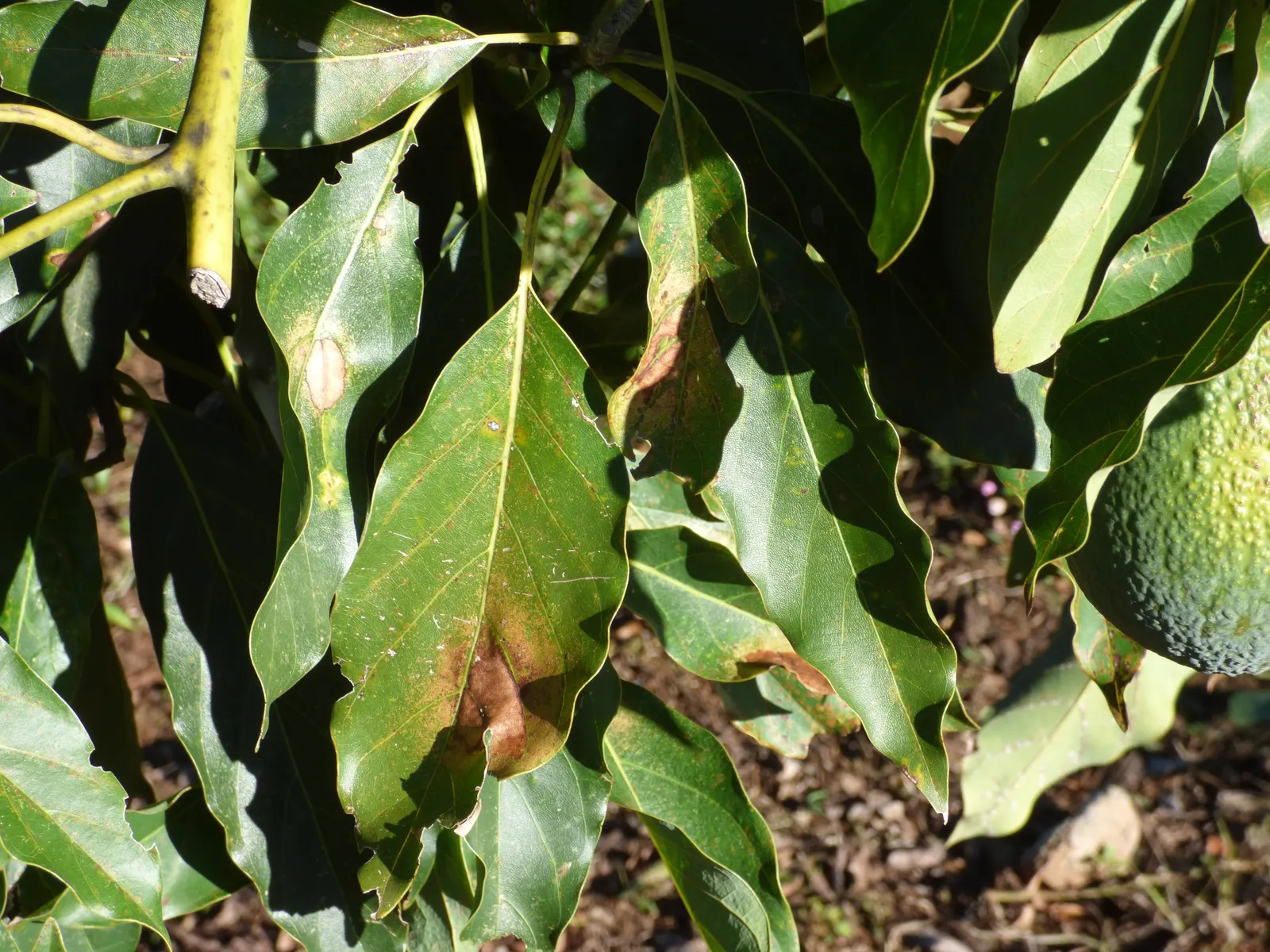 Little Cado Avocado (Persea Americana 'Little Cado') — dark green leaves which provide a lush