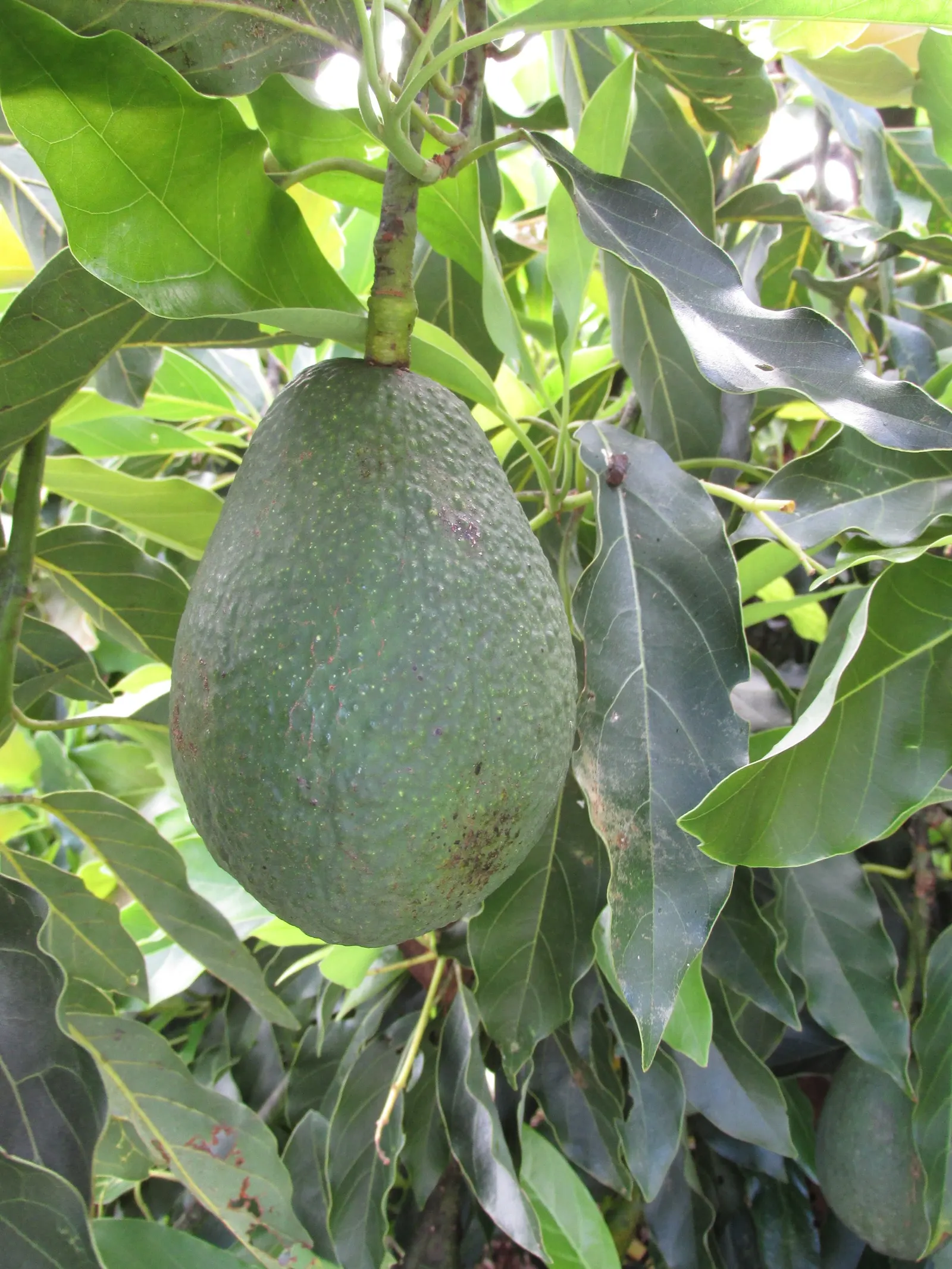 Little Cado Avocado (Persea Americana 'Little Cado') — Its compact form supports generous yields of medium-sized