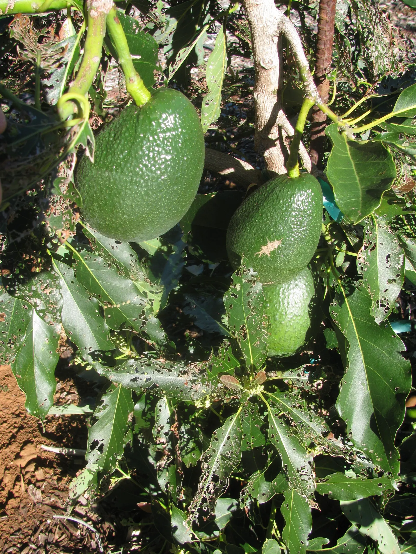 Little Cado Avocado (Persea Americana 'Little Cado') — combined with low maintenance and nutritious crop