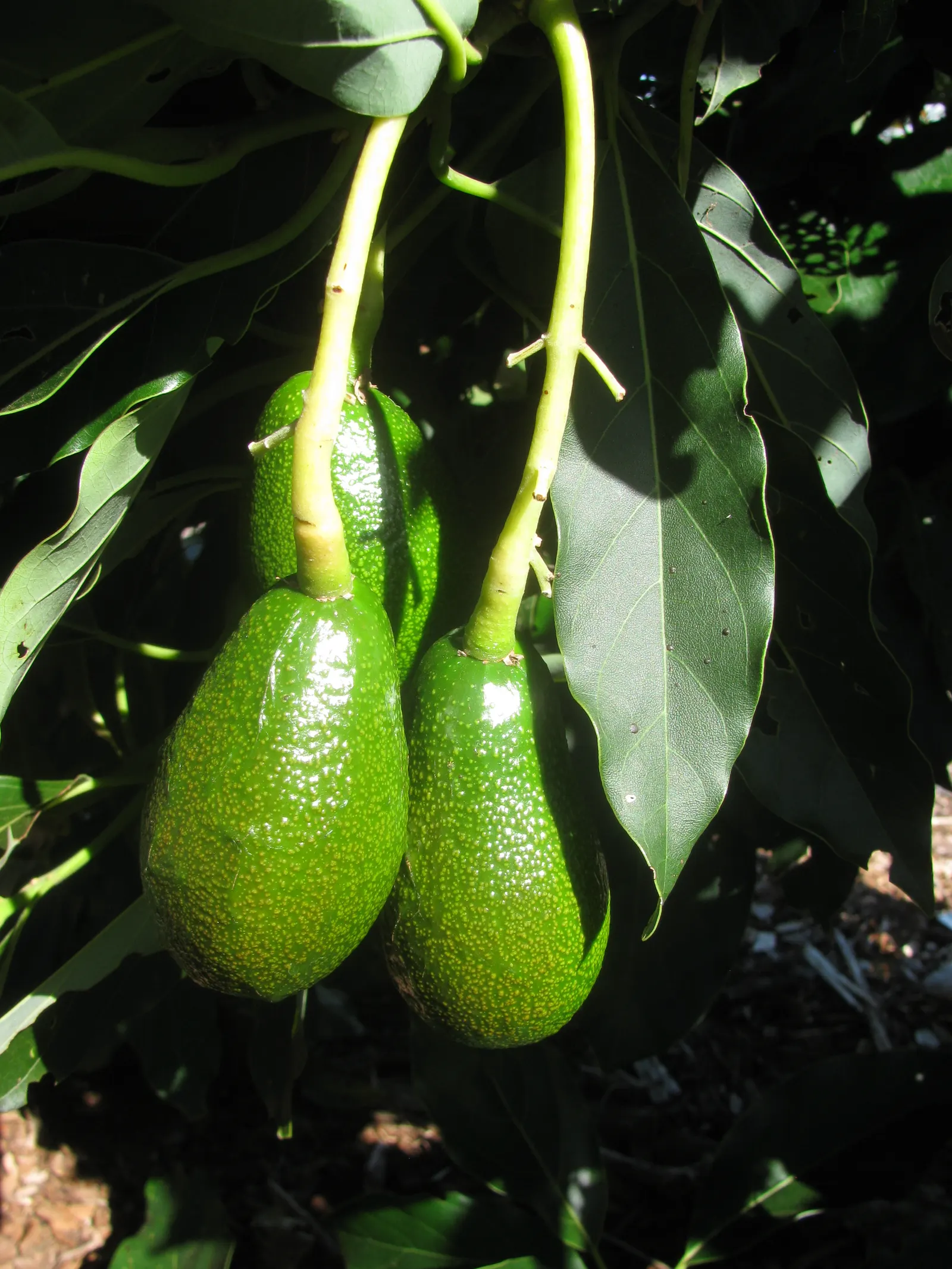Little Cado Avocado (Persea Americana 'Little Cado') — 'Little Cado' thrives in USDA hardiness zones 9 through 11 and prefers full sun exposure to partial shade