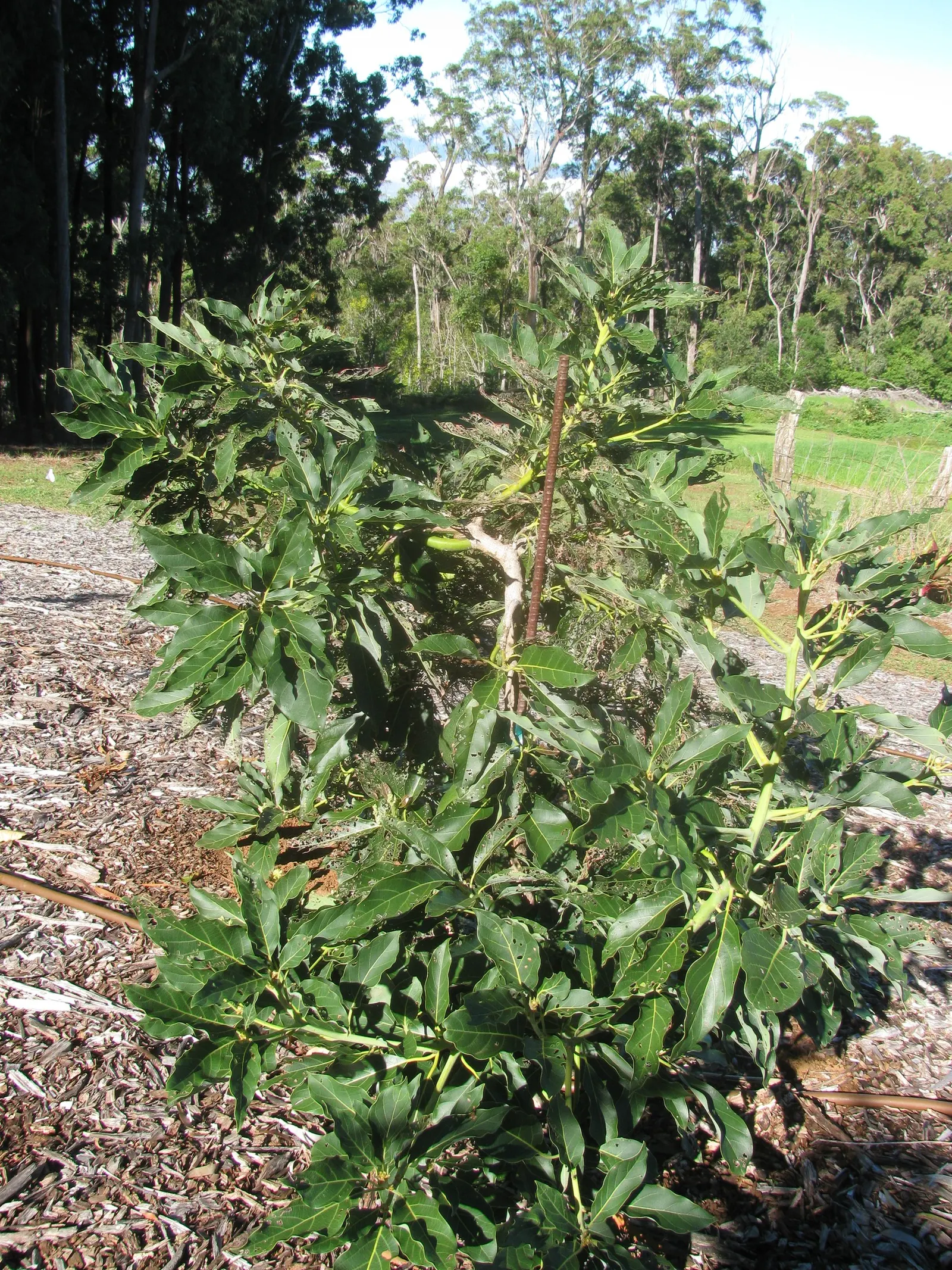 Little Cado Avocado (Persea Americana 'Little Cado') — pear-shaped fruit with a rich