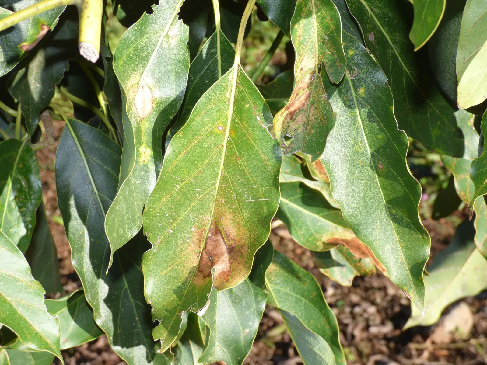 Little Cado Avocado (Persea Americana 'Little Cado') — It requires well-drained soil and is sensitive to water-logging