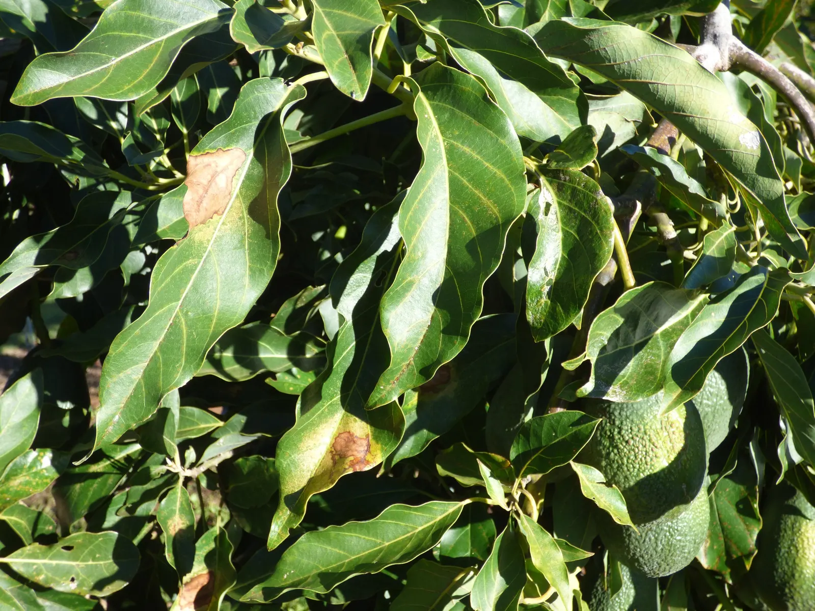 Little Cado Avocado (Persea Americana 'Little Cado') — The Persea americana 'Little Cado' is a unique dwarf variety of the classic avocado tree