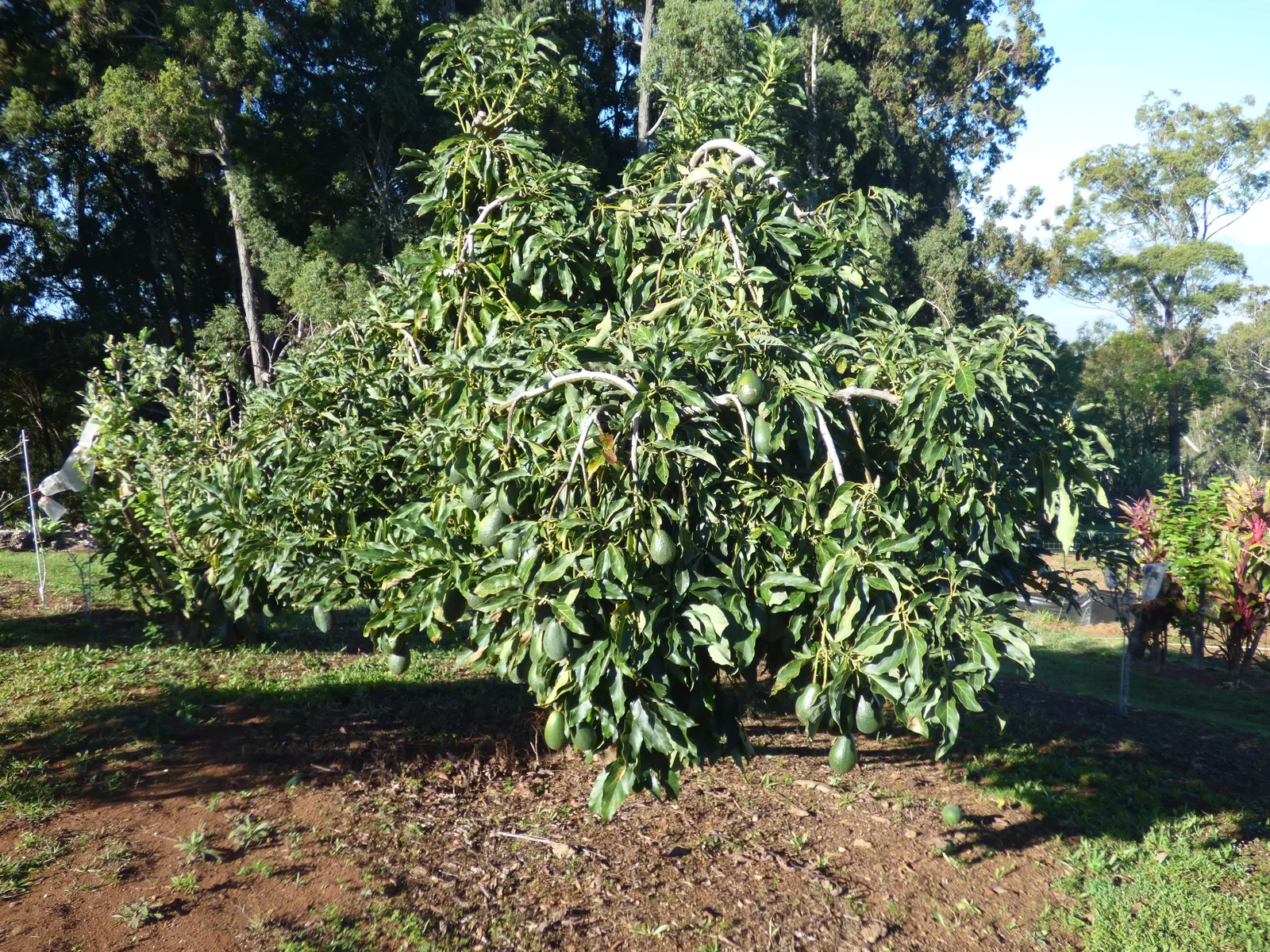 Little Cado Avocado (Persea Americana 'Little Cado') — Under optimal conditions, Little Cado tolerates down to 30&deg;F