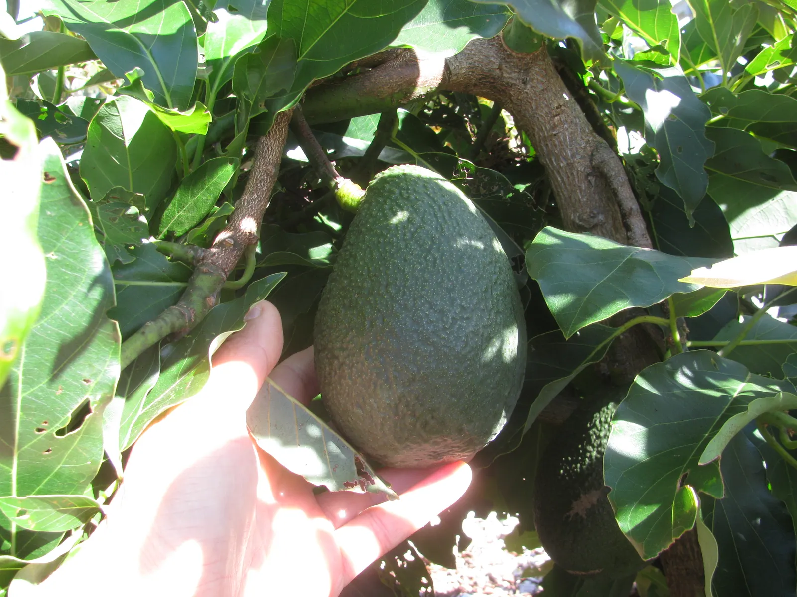 Little Cado Avocado (Persea Americana 'Little Cado') — maturing at a height of roughly 10 to 15 feet with a spread of 5 to 8 feet