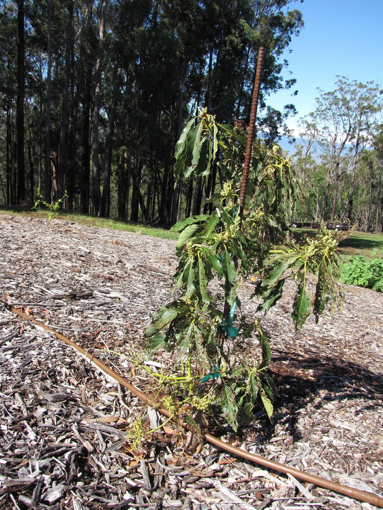 Little Cado Avocado (Persea Americana 'Little Cado') — providing adequate drainage in the landscape design is crucial.<br><br>The 'Little Cado' produces