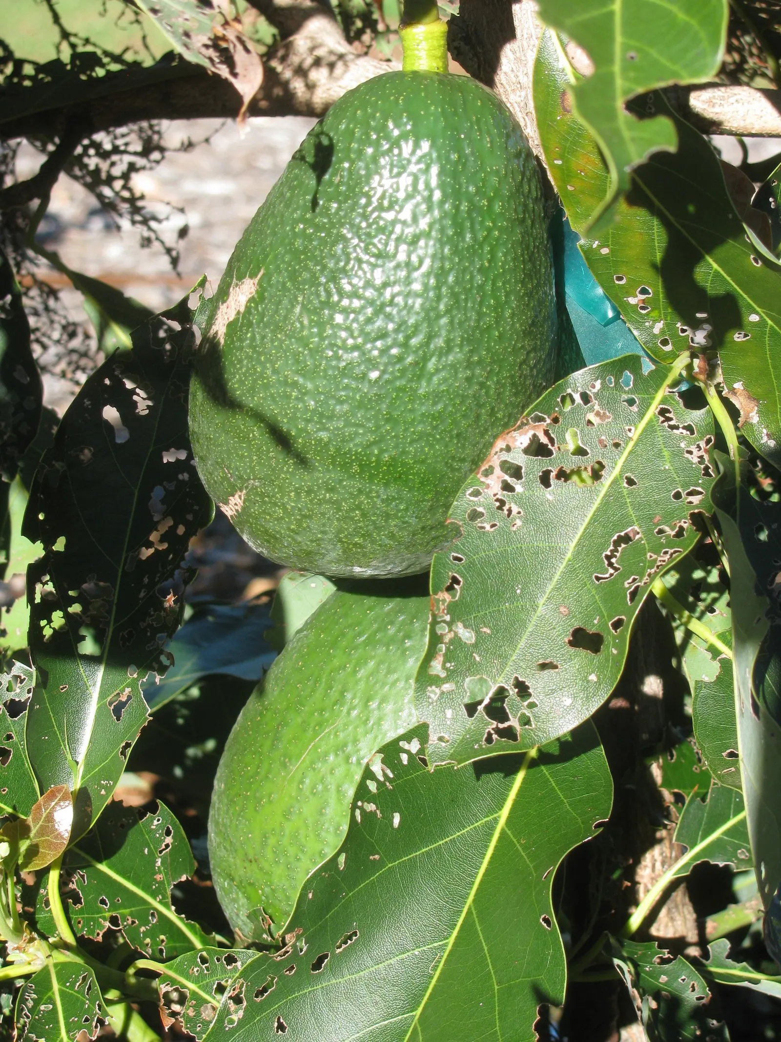 Little Cado Avocado (Persea Americana 'Little Cado') — Unlike typical avocado varieties