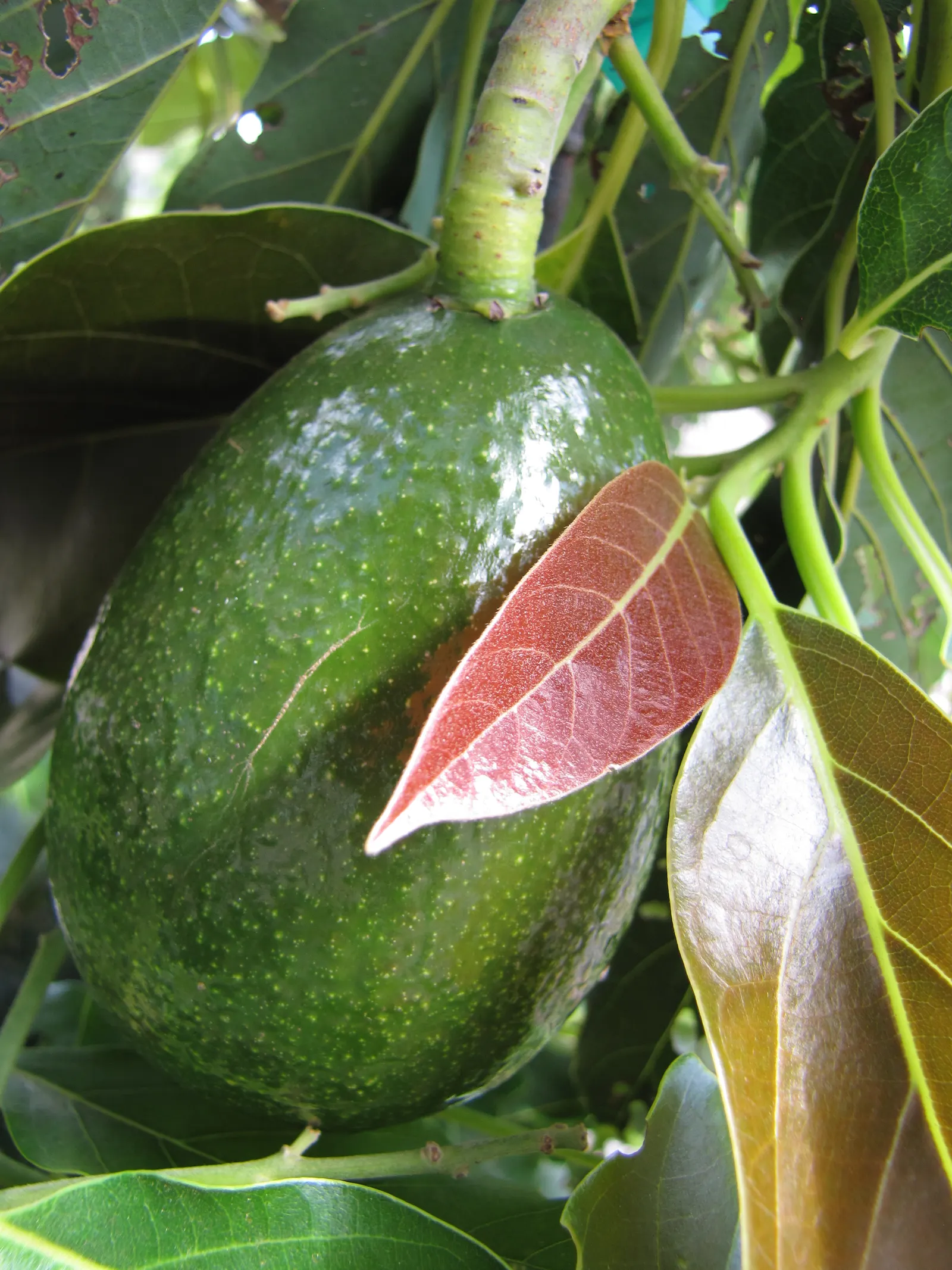 Little Cado Avocado (Persea Americana 'Little Cado') — creamy texture and flavor