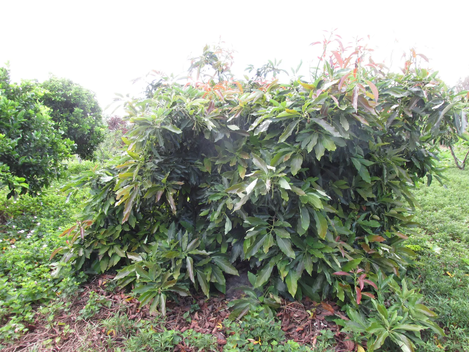 Little Cado Avocado (Persea Americana 'Little Cado') — tropical aesthetic throughout the year