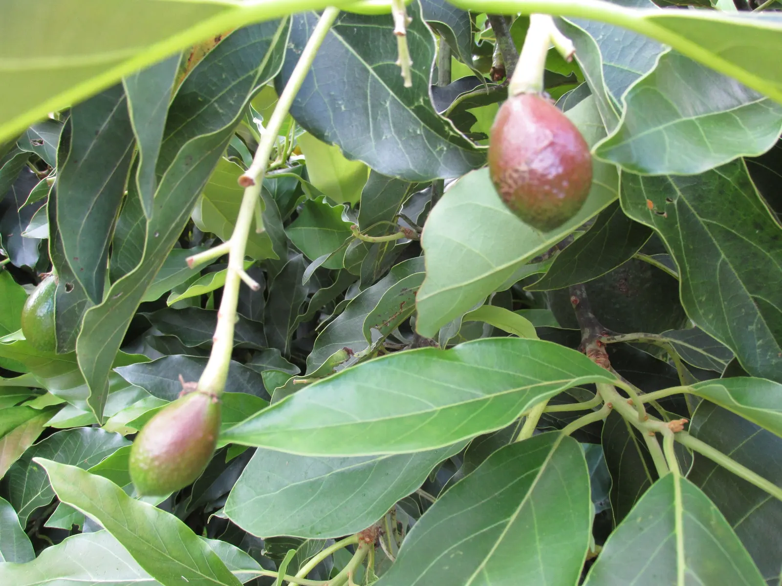 Little Cado Avocado (Persea Americana 'Little Cado') — reaching about 10-15 feet high