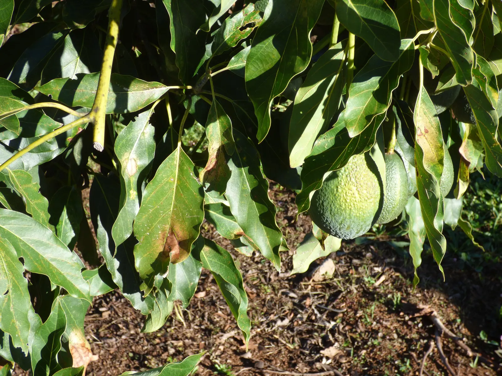 Little Cado Avocado (Persea Americana 'Little Cado') — superbly suited for smaller landscapes or container gardens