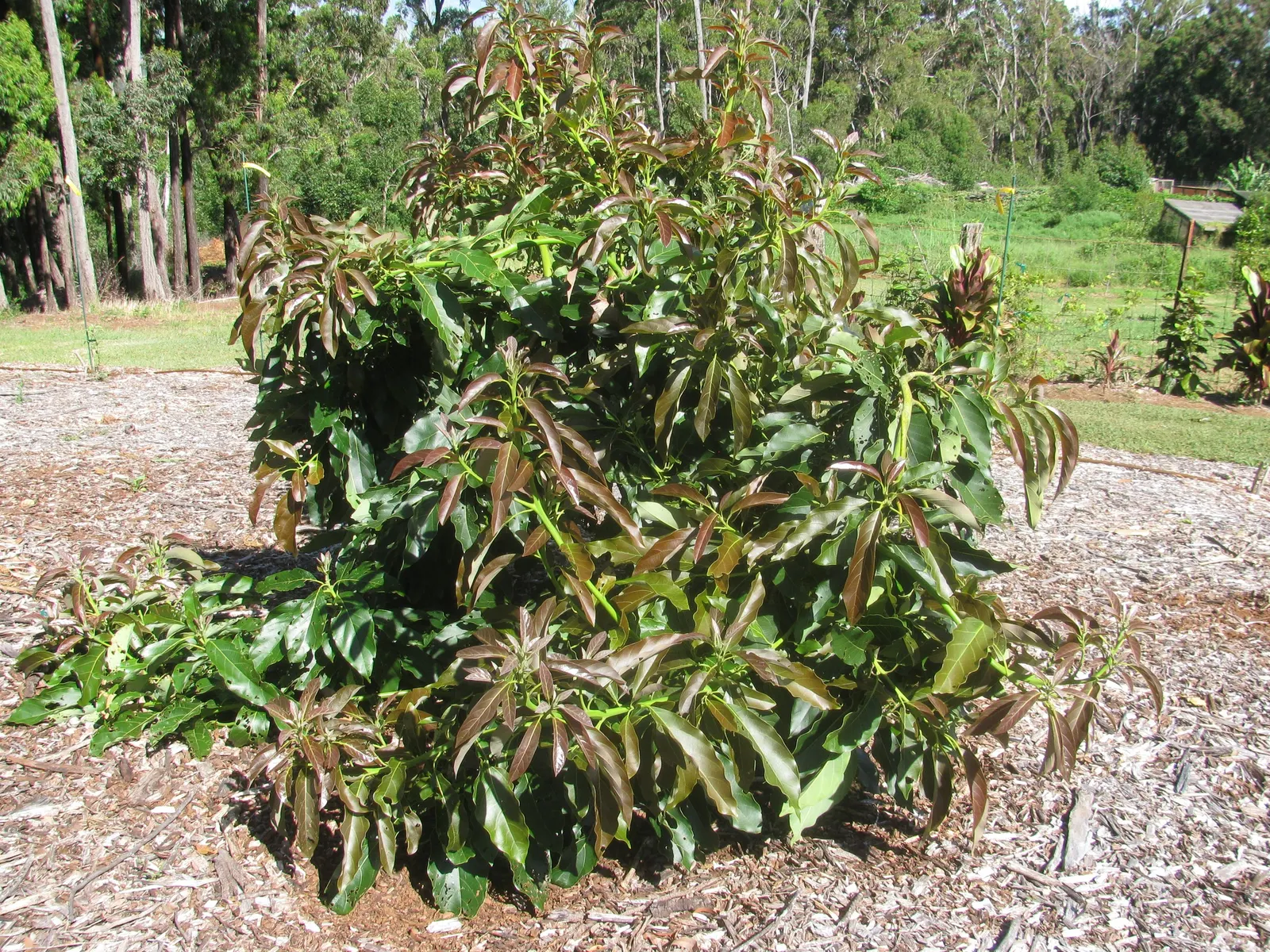 Little Cado Avocado (Persea Americana 'Little Cado') — buttery fruit sans a partner due to self-pollination