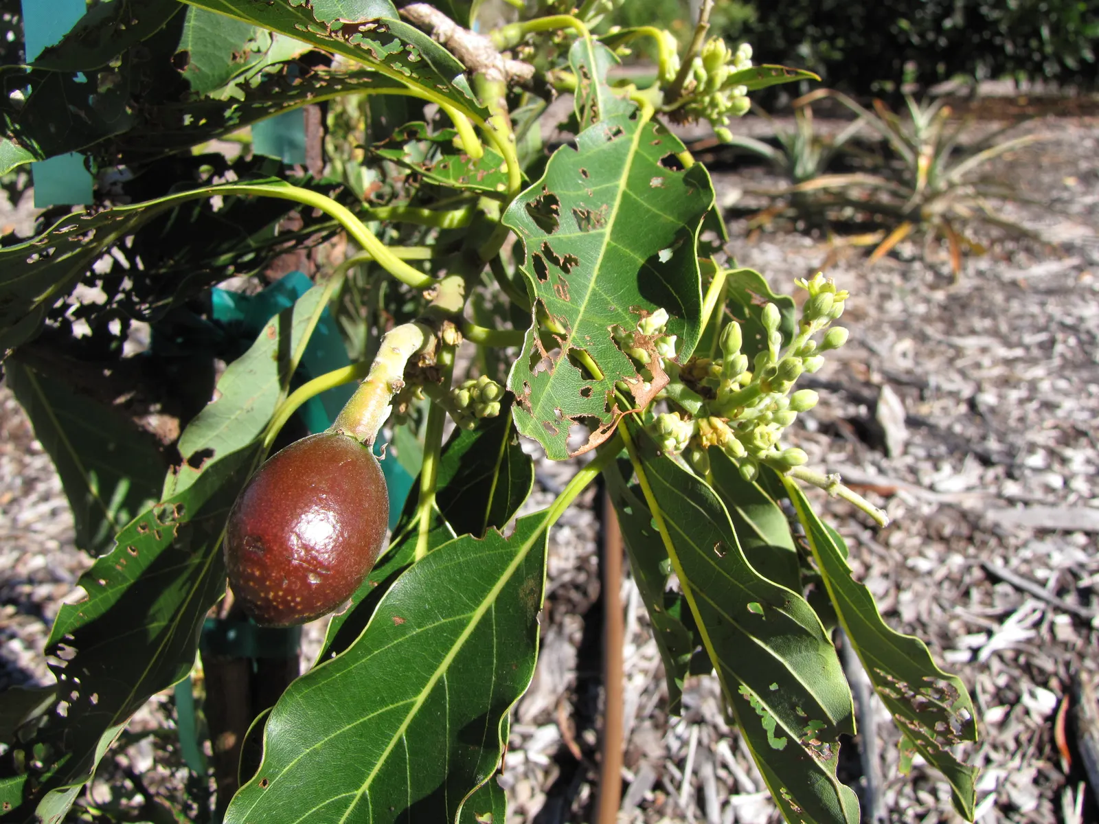 Little Cado Avocado (Persea Americana 'Little Cado') — The Persea americana 'Little Cado' is a dwarf avocado cultivar ideal for limited spaces