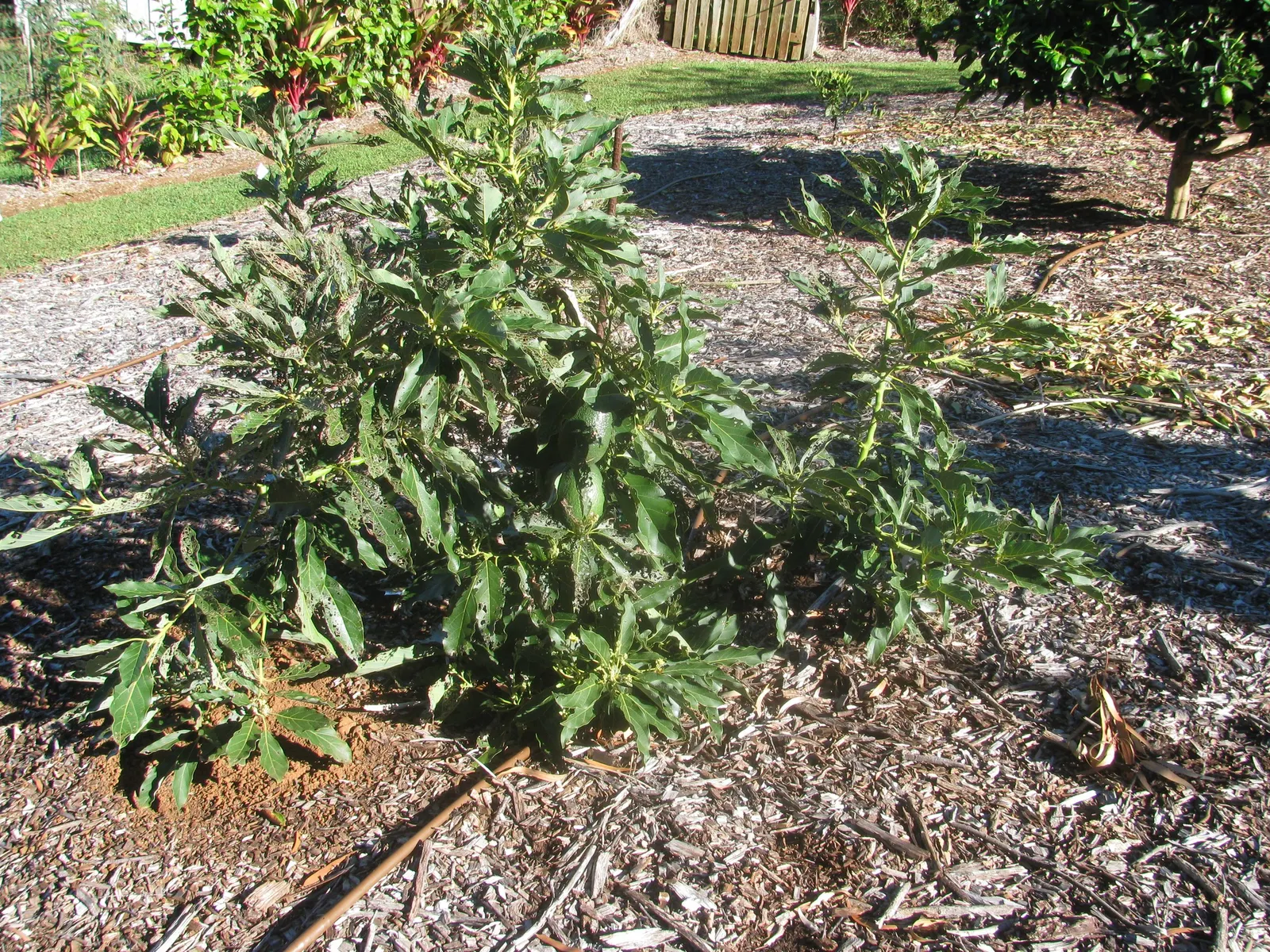 Little Cado Avocado (Persea Americana 'Little Cado') — Regular watering and occasional feeding promote robust health