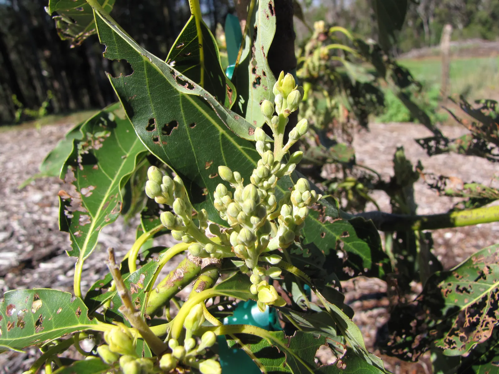 Little Cado Avocado (Persea Americana 'Little Cado') — To ensure optimal fruit production, it should be planted in a location protected from strong winds and