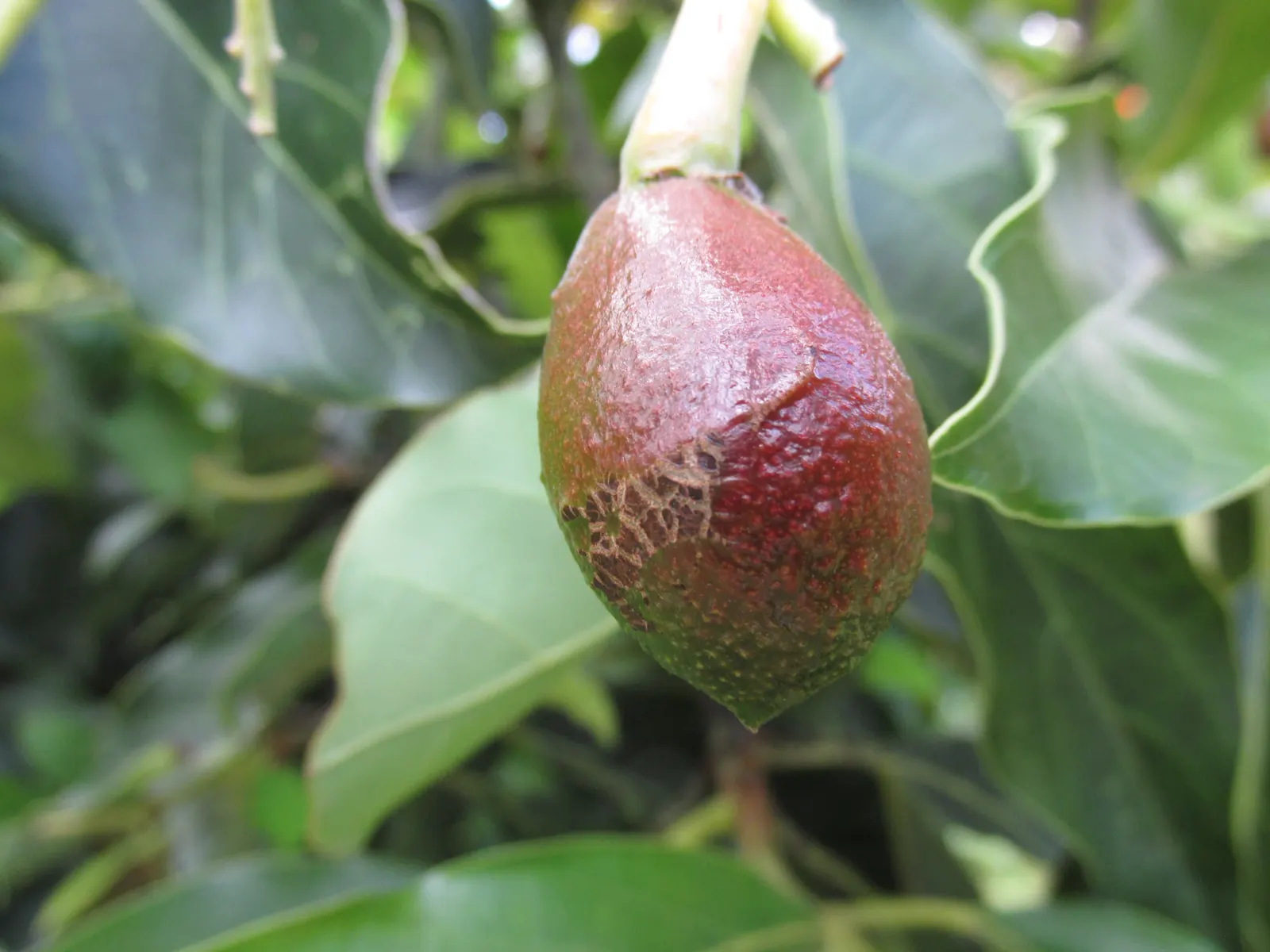 Little Cado Avocado (Persea Americana 'Little Cado') — makes it an ideal selection for clients with limited space who desire the luxury of fresh avocados