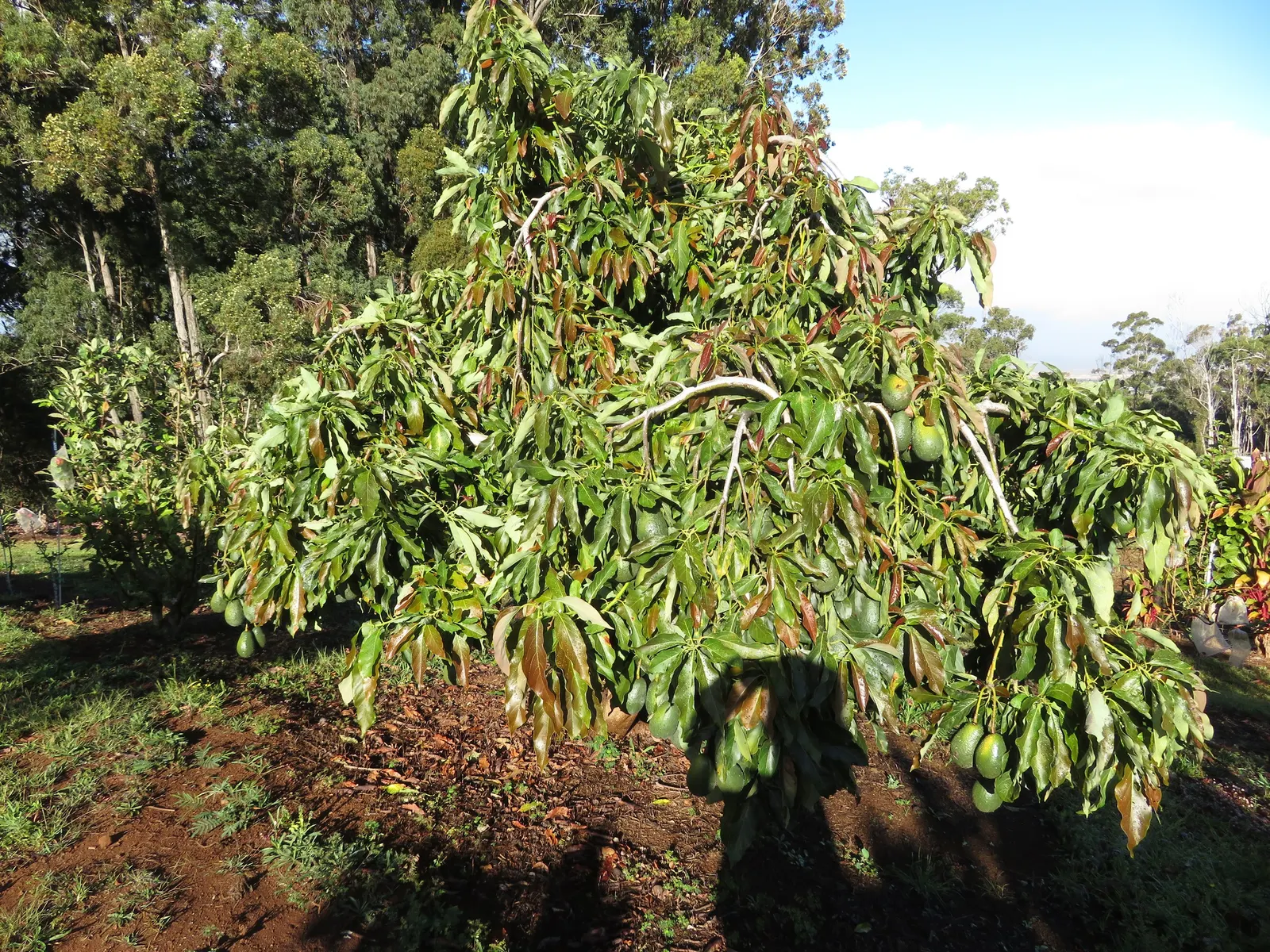 Little Cado Avocado (Persea Americana 'Little Cado') — Regular watering and fertilization schedules