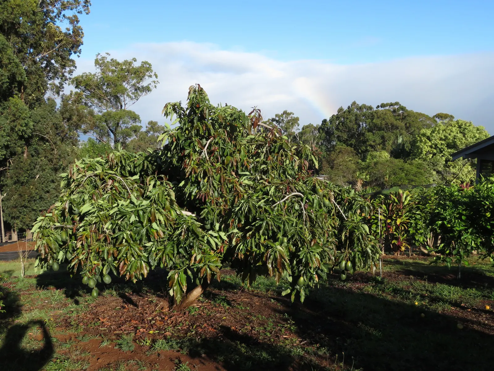Little Cado Avocado (Persea Americana 'Little Cado') — 'Little Cado' does not require a partner for pollination